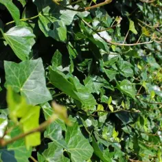 Jaki bluszcz na ogrodzenie? 5 najlepszych gatunków i porady