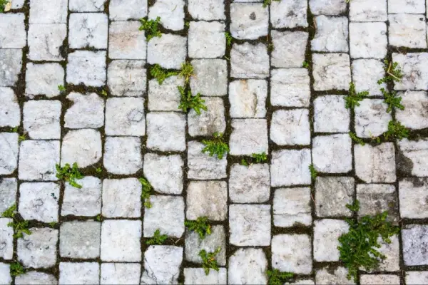 Skuteczne sposoby usuwania mchu z kostki brukowej - poradnik
