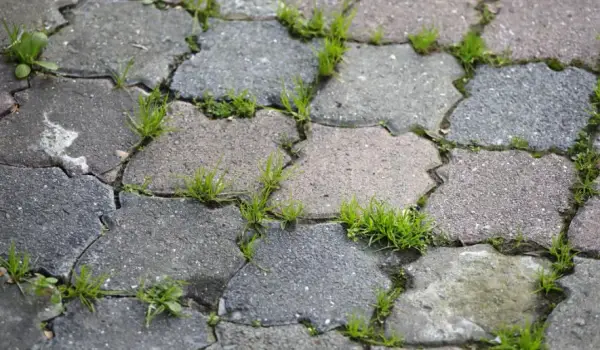 Skuteczne sposoby usuwania zielonego nalotu z kostki brukowej